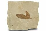 Eocene Fossil Balloon Vine (Cardiospermum) Leaf - Utah #334200-1